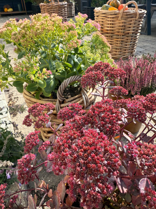 Efterår - 3 planter der holder sig flotte indtil frosten kommer